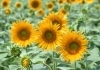 Сельское хозяйство будут развивать за счет федеральных средств