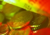 Региональные власти довольны работой «брендовых» магазинов