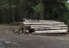 В Пензенской области будут наказывать за неубранный лес